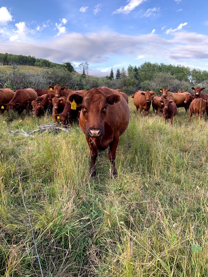 Potential predation prevention: Remind cattle they are herd animals