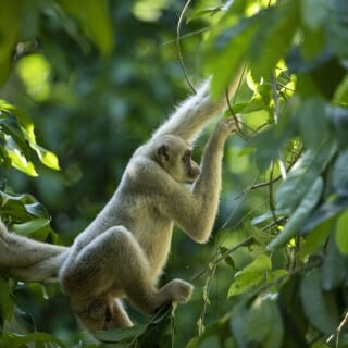 A monkey swings from a tree