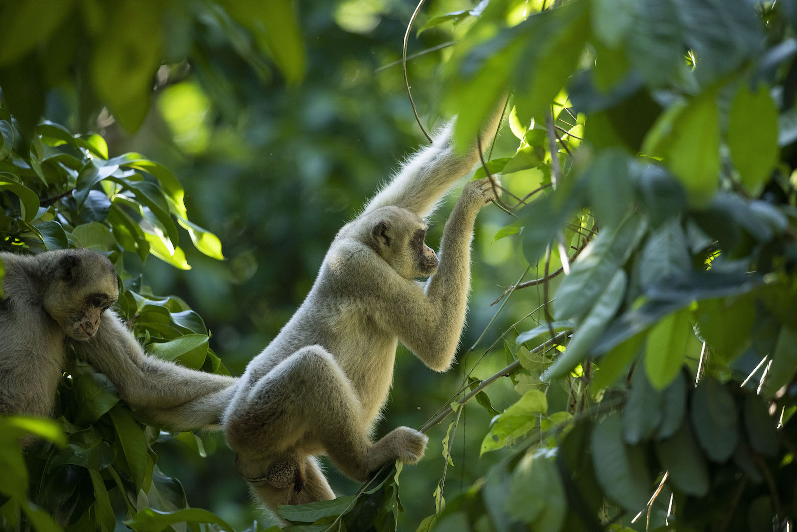 Conservation, community, and a love for big monkeys: Karen Strier ...