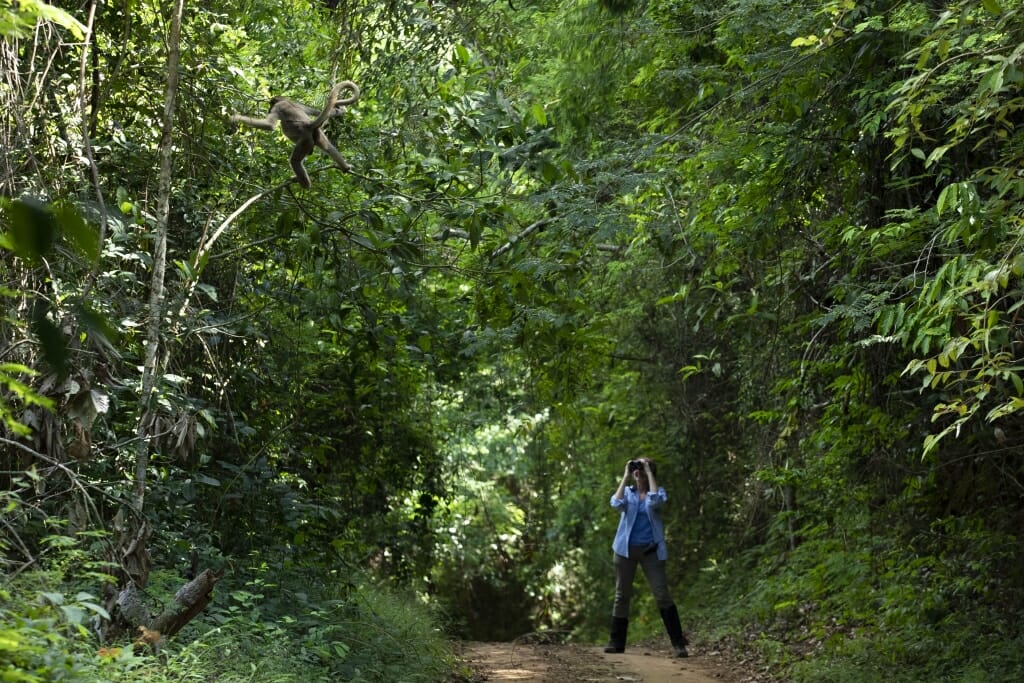 Anthropology professor Karen Strier recognized as prominent primate conservationist in Brazil