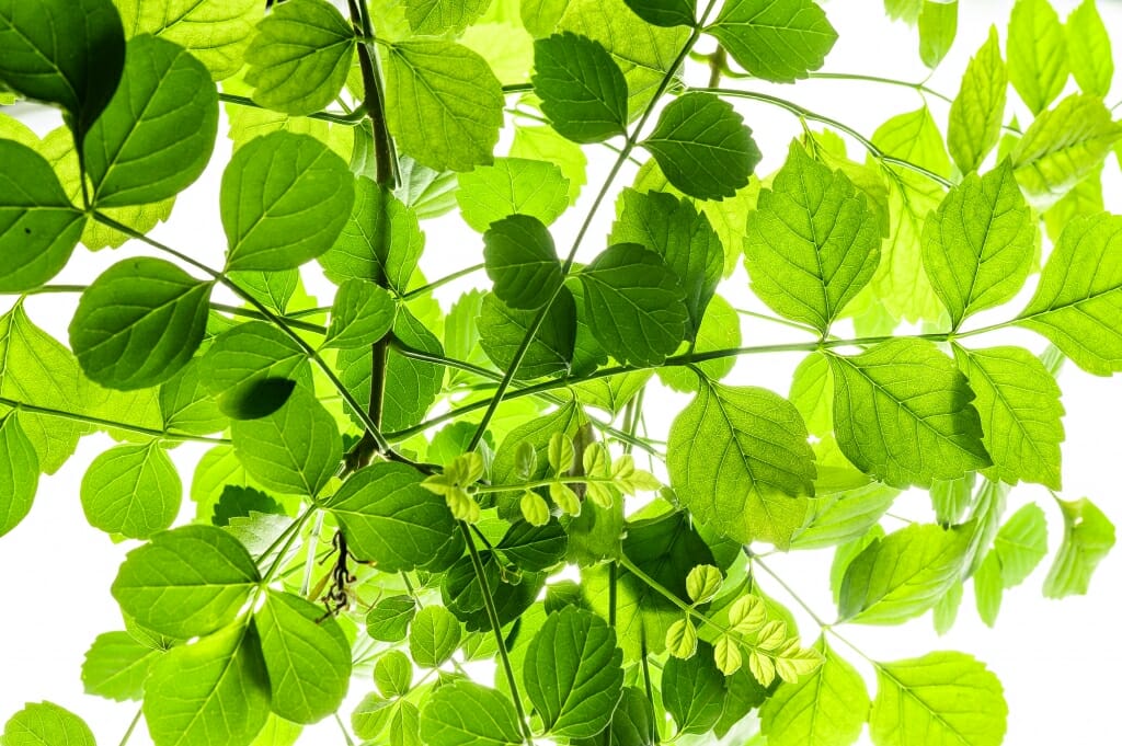 Green leaves on stems of Cape honeysuckle plant seen from below