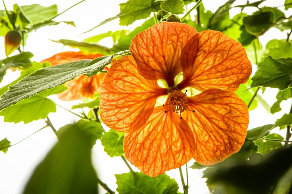 Orange petals and green leaves on stems of an orange hibiscus
