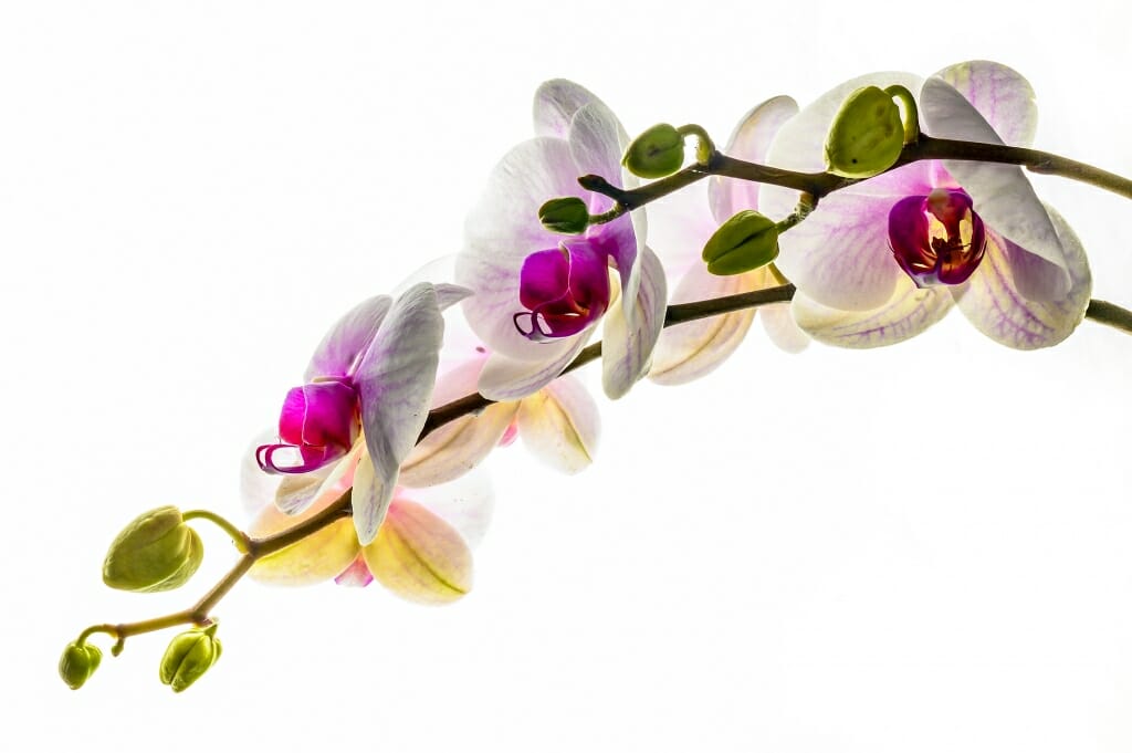 Purple and white petals on a Mount Lip orchid stem