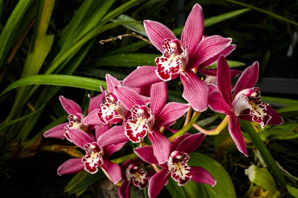 Reddish purple petals of an orchid