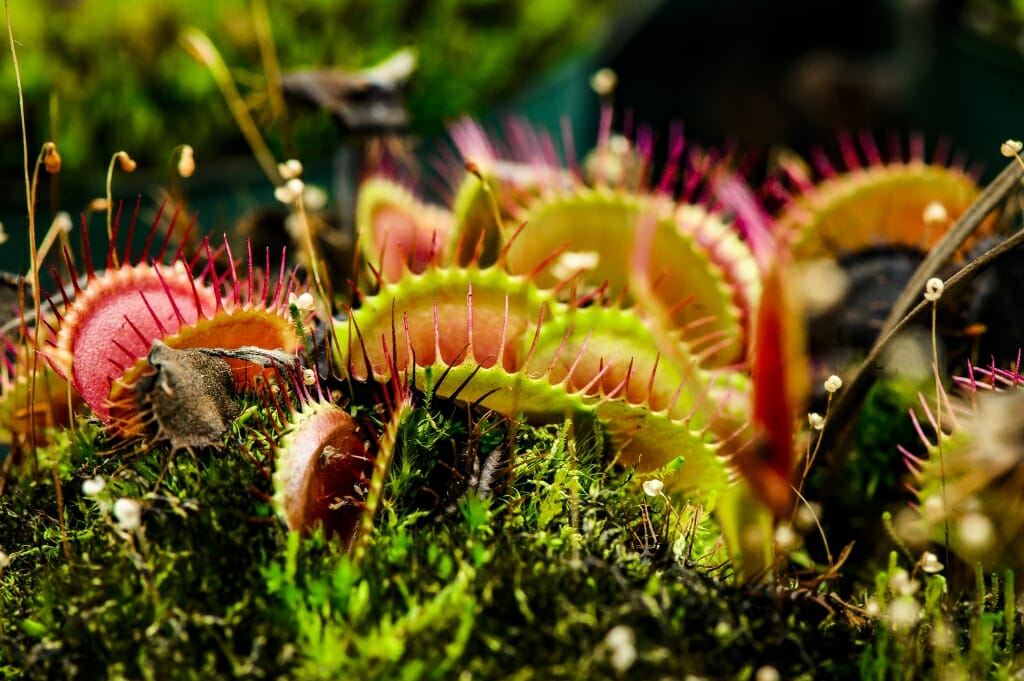 Venus flytrap with needle-like spikes surrounding reddish inside