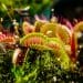 Venus flytrap with needle-like spikes surrounding reddish inside