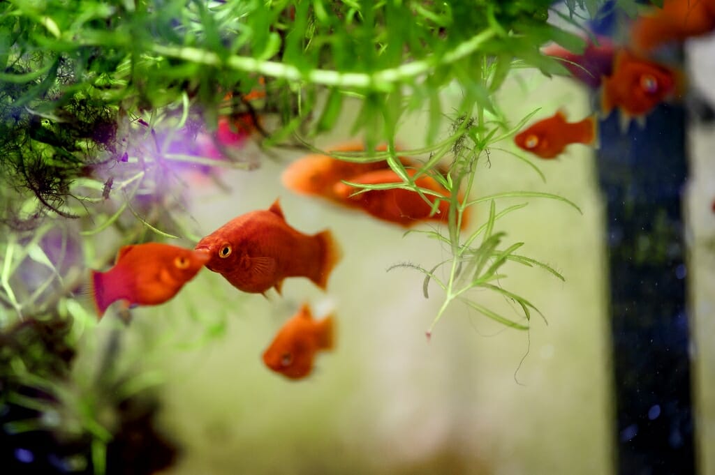 Closeup of a few goldfish swimming under a green stem with needlelike leaves
