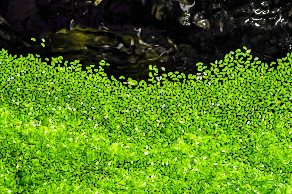 Mass of green aquatic duckweed leaves floating on water