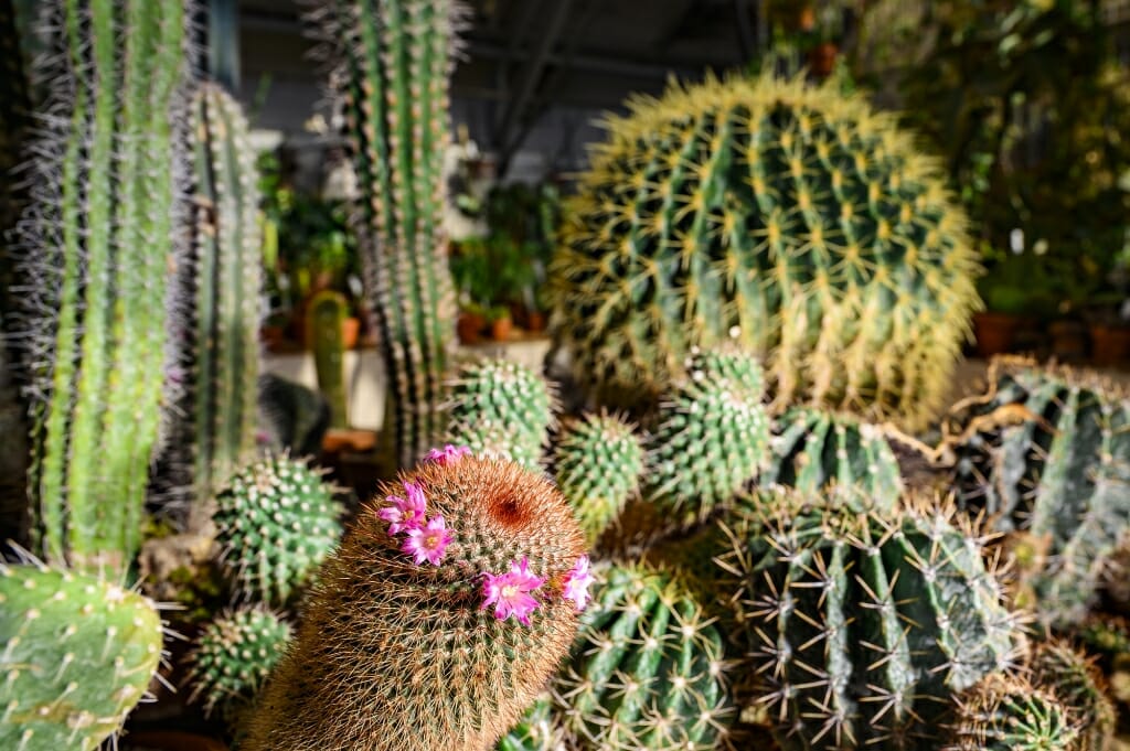 A dozen or morre large and small cacti, mostly green, one with pink nodules