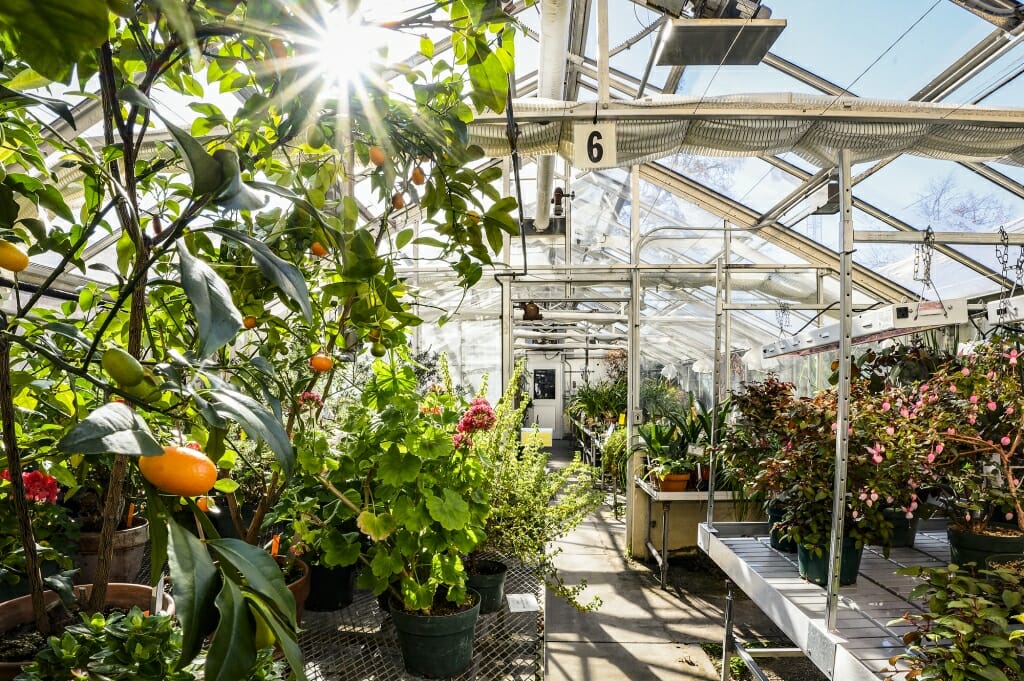 Sun rays seen through green leaves at glass ceiling of greenhouse