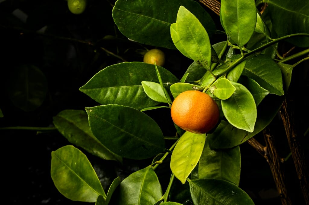Small orange in a cluster of green leaves