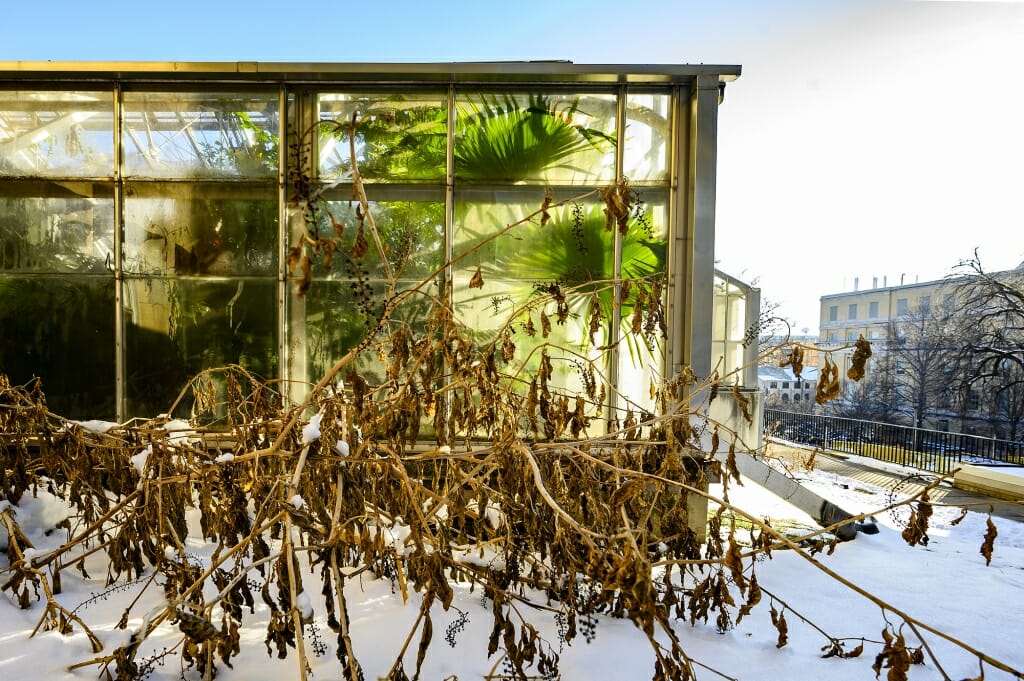 Greenhouse seen from outside with brown, dead vegetation in the snow and green tropical plants inside