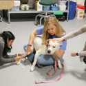 Photo of a veterinary technician holding a white terrier while a veterinary student provides treatment and a veterinarian pats the dog.