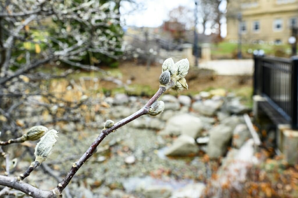 A bud on a tree, with snow in the background.