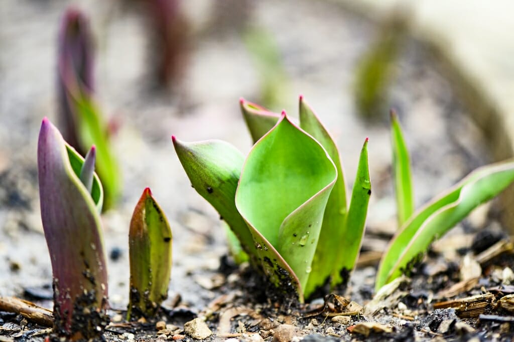 Tulip leaves coming out of the soil.