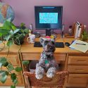 Desk with globe, plant, computer and books, with dog sitting in chair