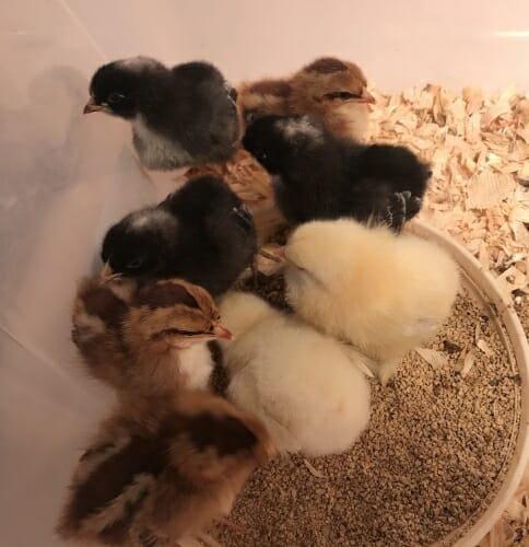 8 chicks standing in birdseed and bedding