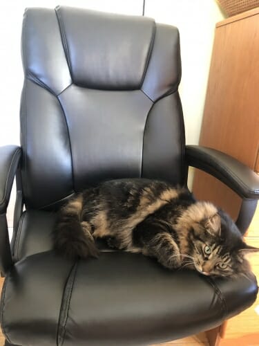 Gray tabby cat lying in a leather chair