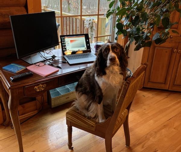 Dog sitting on chair next to desk with computer on it
