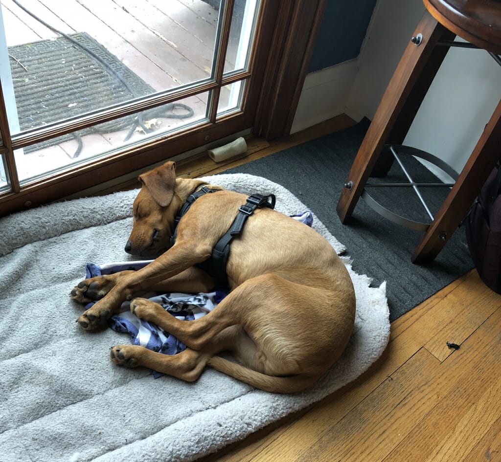 Dog sleeping on chewed-up doggie pillow