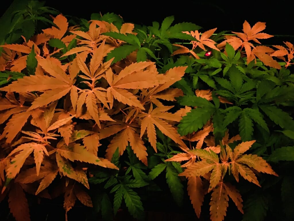 Hemp plants, some colored orange and some green