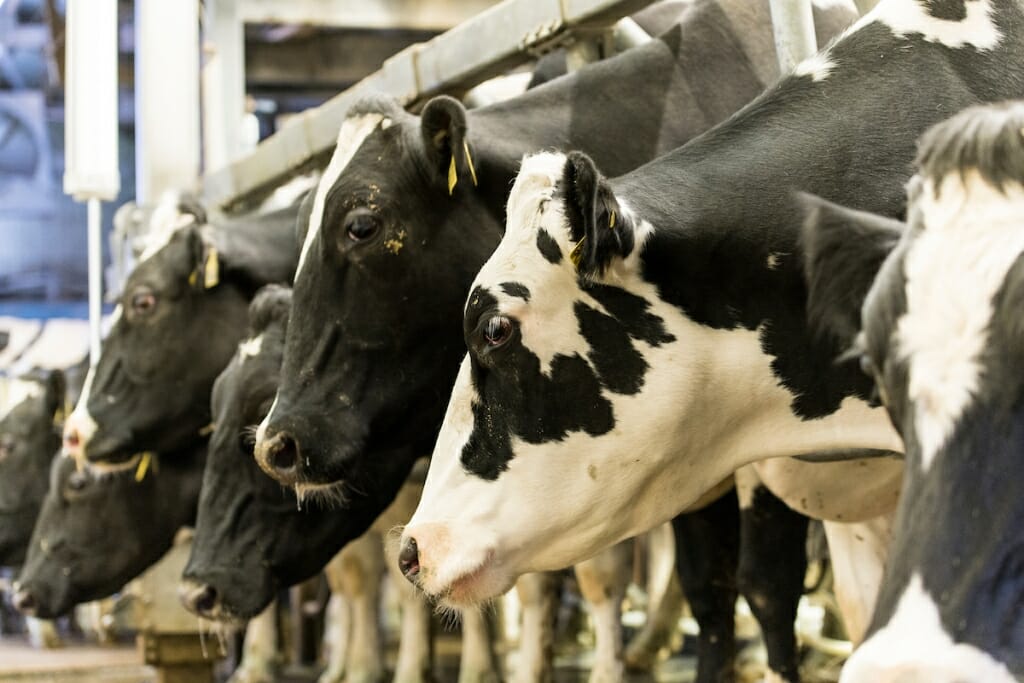 Closeup of heads of dairy cattle in a milking parlor