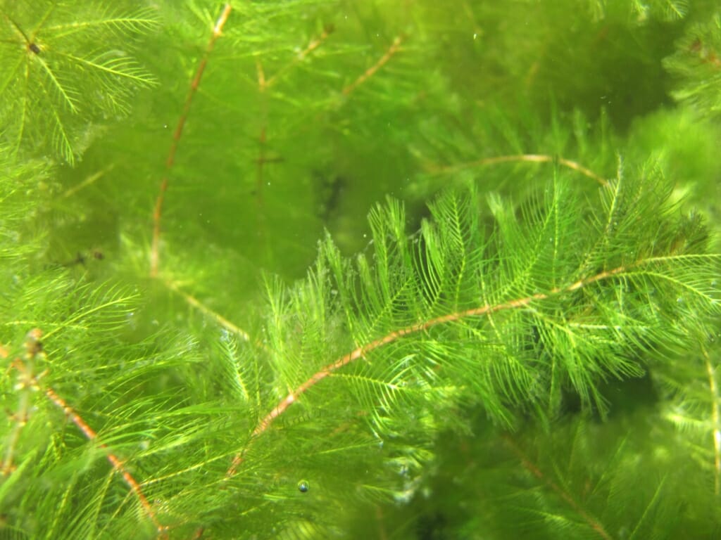 Milfoil plants floating in water