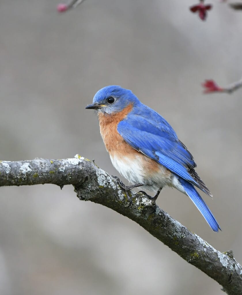 Newswise: Understanding how birds respond to extreme weather can inform conservation efforts