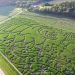 Usually about 15 thousandths of an inch long, the tardigrade at Treinen Farms in Lodi covers 15 acres with miles of maze paths. 