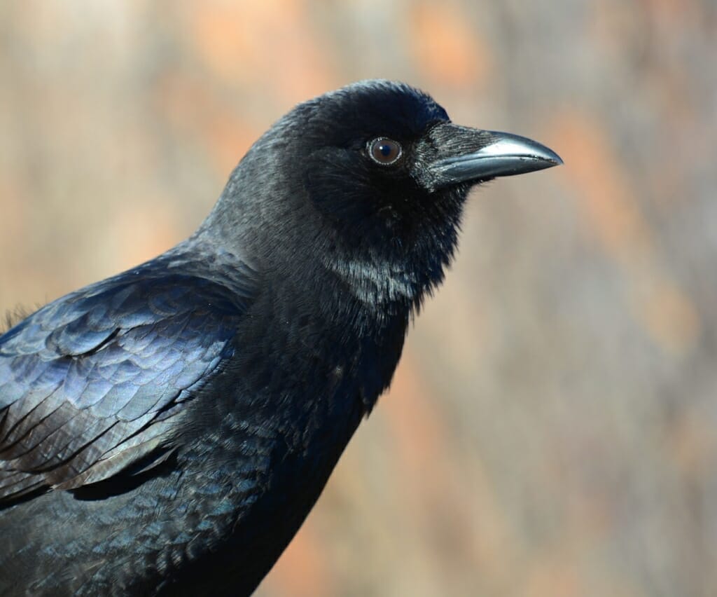 Closeup of a crow's head
