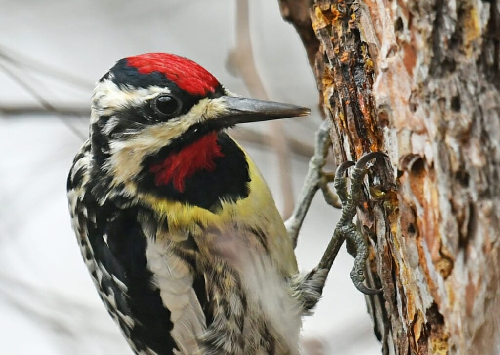 Yellow-bellied sapsucker perched on a tree trunk