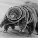 The microscopic, hardy tardigrade.