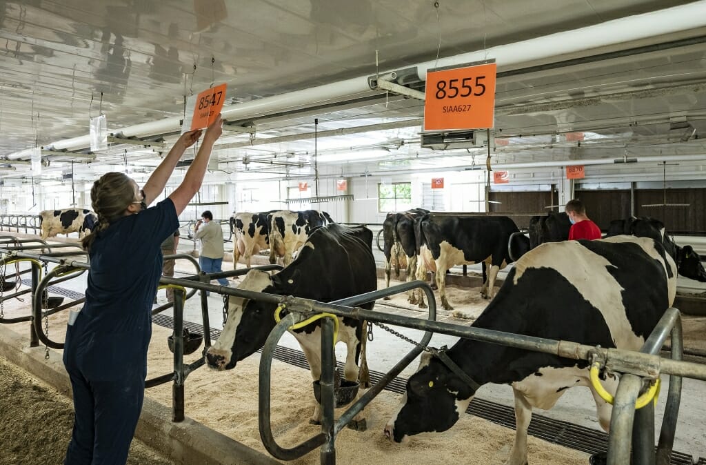 Person hanging sign above cows