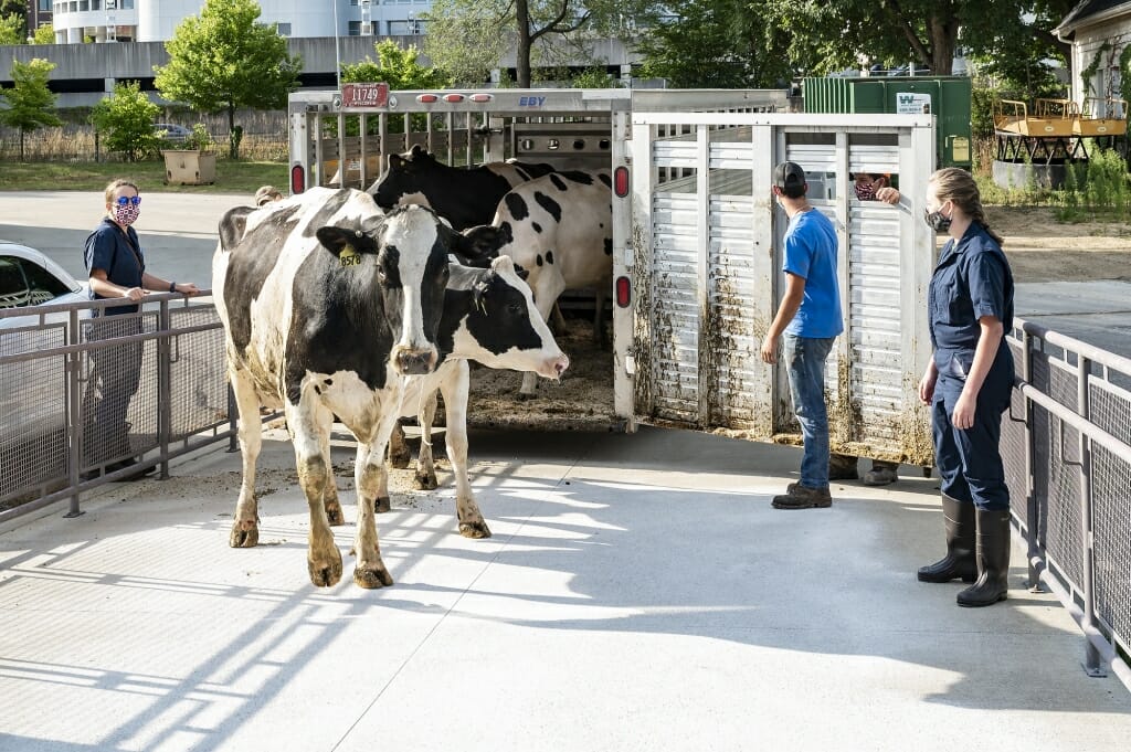 Cow standing outside trailer