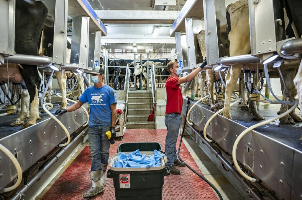 Students looking at cows hooked up to milking machines