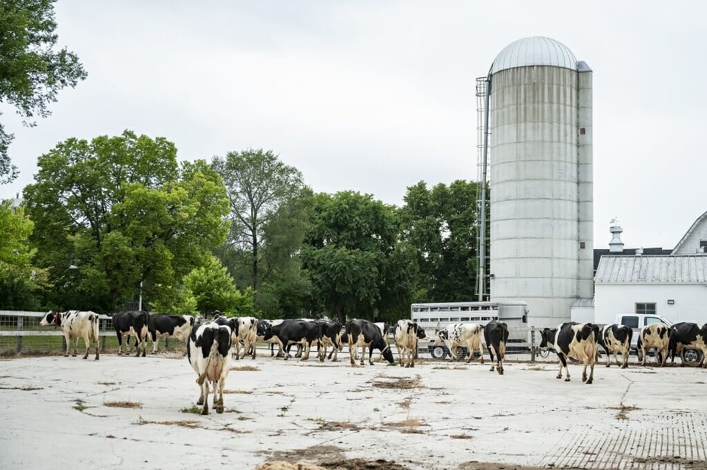 Cows standing in lot next to building and silo
