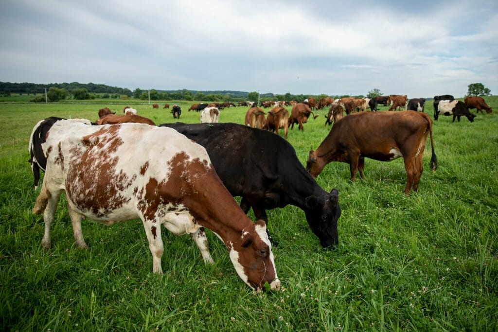 Herd of cows in field eating grass