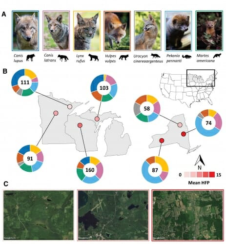 Carnivores living near people feast on human food, threatening ecosystems