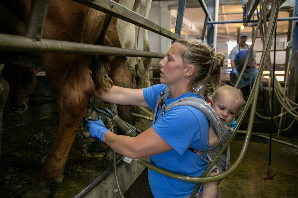 Meagan milking a cow in the milking parlor with her infant daughter in a baby carrier