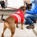Sporting a motion W-branded sweater, Ruprai, a rottweiler, boxer and pit bull mix, greets a 12-week old Belgian 
Tervuren named Eager.