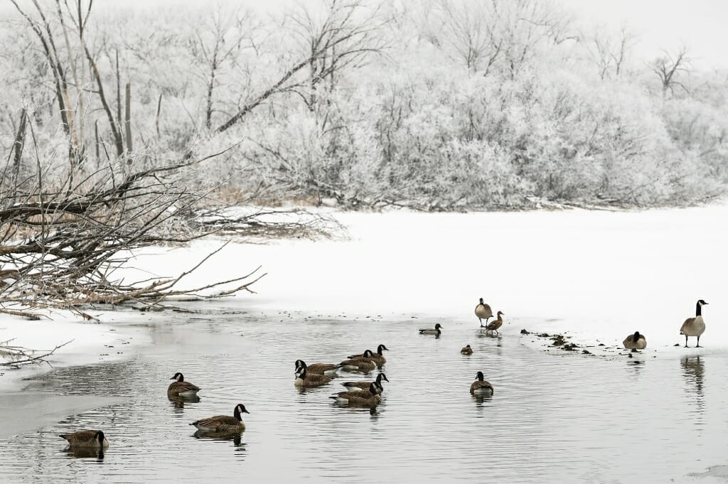 Canadian geese swim in Wingra Creek as rime ice coats the branches of trees along the shore at the UW-Madison Arboretum.