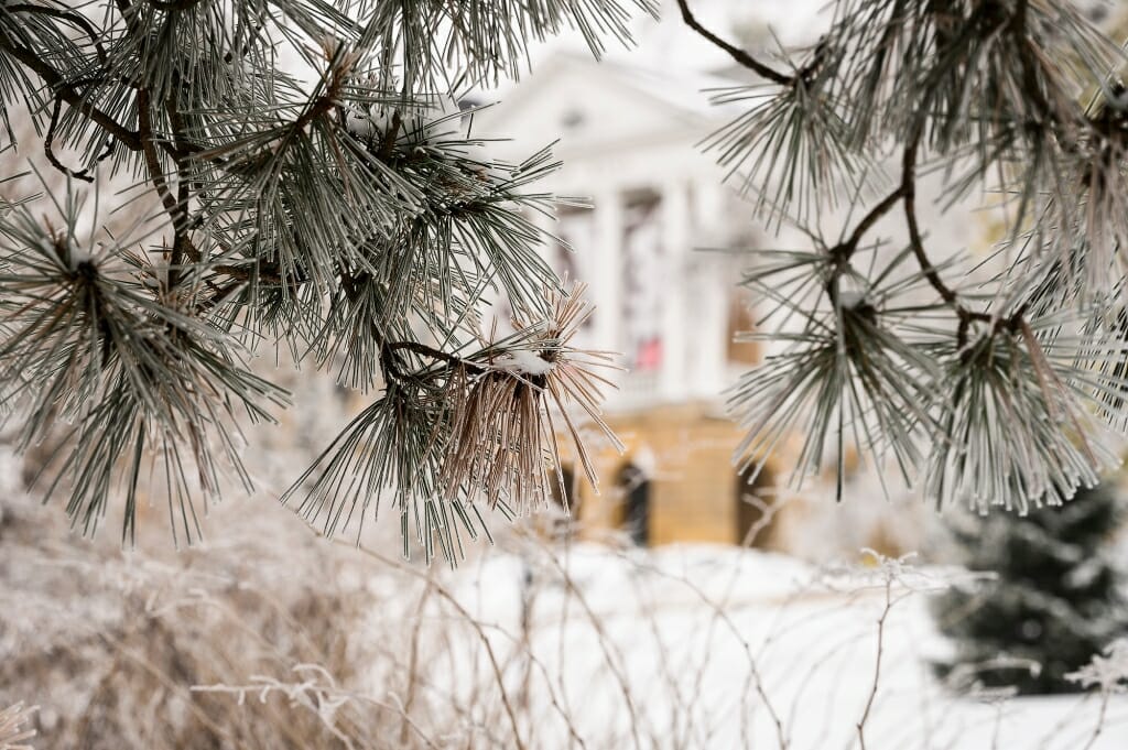 Bascom Hall is seen through the icy branches of a conifer tree.