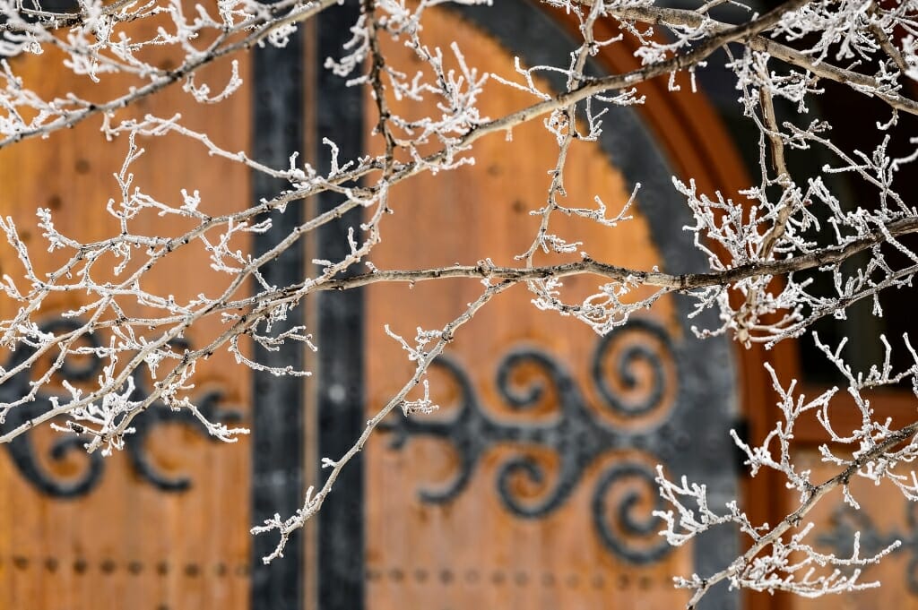 Rime ice coats the branches of a tree in front of the ornate main doors of the Red Gym.