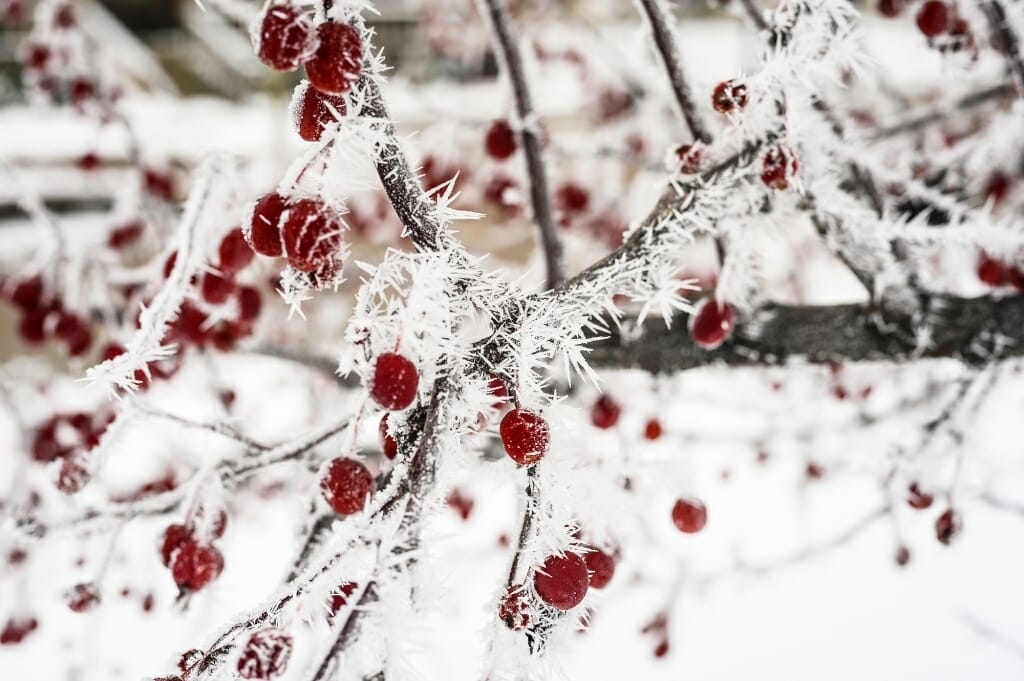 The icy branches of a tree with red berries have a festive look.