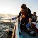Students collect data and water samples from Lake Mendota during an early morning outing in 2016 for a limnology experiment. Limnology researchers on such an discovered the spiny water flea in Lake Mendota in 2009.