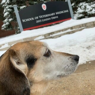 Chester at the School of Veterinary Medicine.