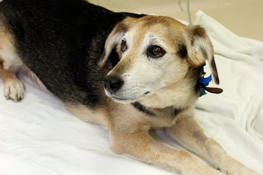 Veteran finds hope for her dog, others, in melanoma treatment study - Vimarsana News