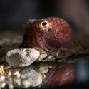 A lifelong relationship between Hawaiian bobtail squid and bacteria called Vibrio fischeri has made the diminutive partners a model for researchers studying symbiosis.