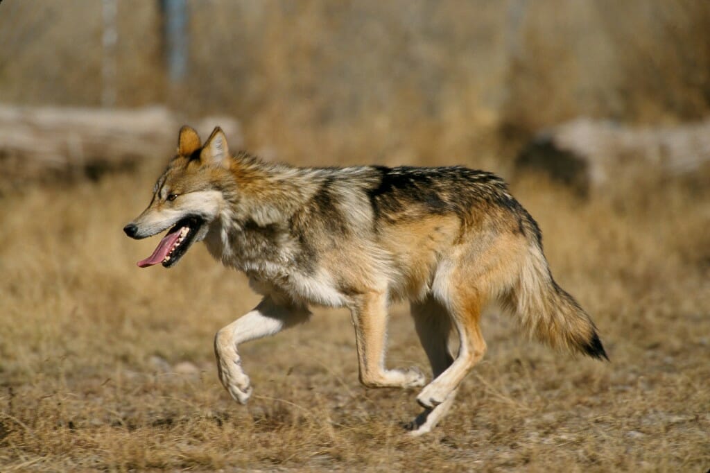 A Mexican wolf running in the wilderness