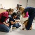 Johnnie, a Collie, sits patiently as, from left to right, veterinarian Bridget Holck, student Priscila Naula and certified veterinary technician Heather Bonti deliver care at the Wisconsin Companion Animal Resources, Education and Social Services (WisCARES) clinic in 2018.